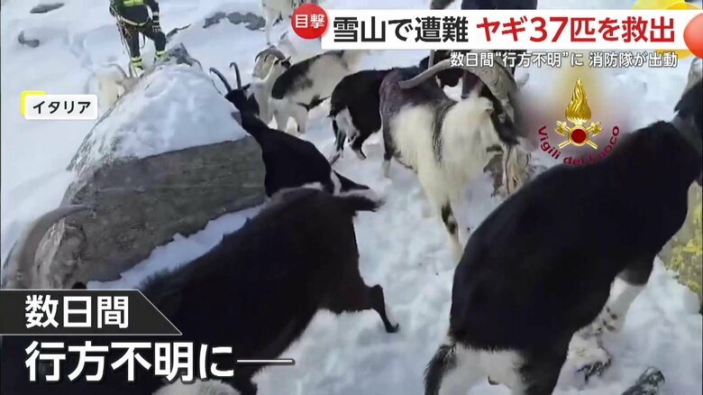 数日間標高2500ｍの雪山で所在不明だったヤギ