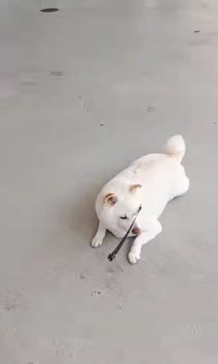 提供： kinako_kinakoさん