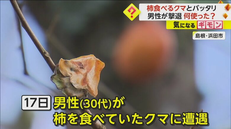 島根県浜田市では、30代の男性が柿を食べていたクマに遭遇