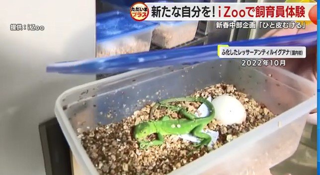 2022年に孵化したイグアナ（提供：iZoo)