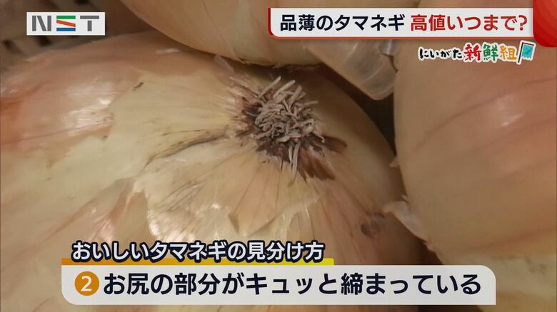 おいしいタマネギの見分け方〈2〉