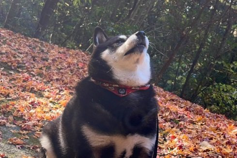 キリッとした顔もかわいい