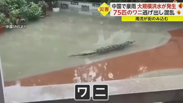 バルコニーの下を泳いでいる（中国南部・広東省）