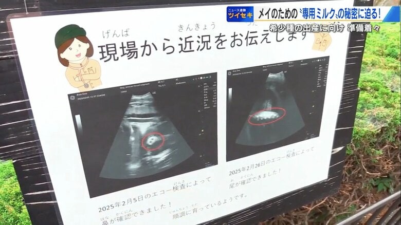 赤ちゃんの鼻や尾の様子が映るエコー写真