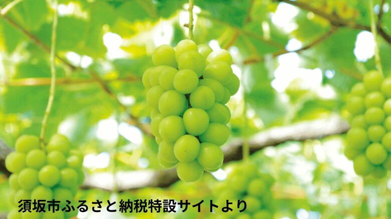 長野・須坂市のふるさと納税特設サイトより