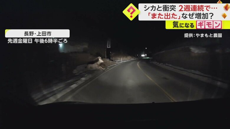 【ドライブレコーダー画像】シカと車の“衝突事故”の一部始終①