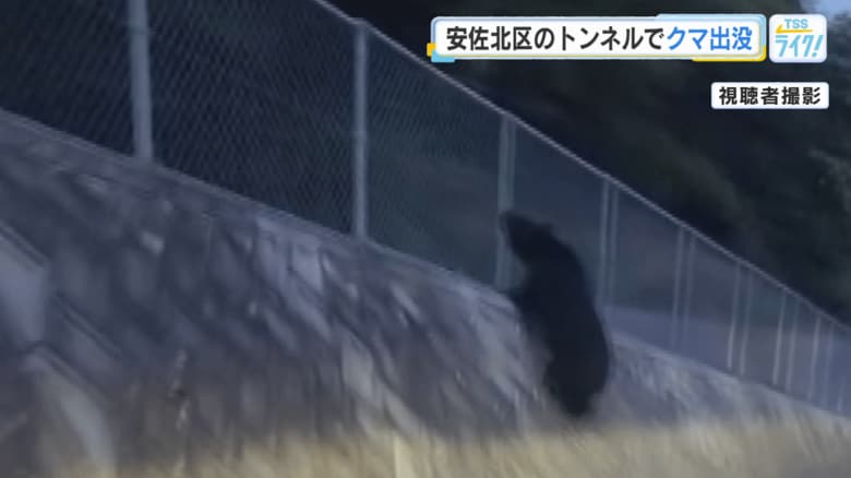 トンネルを出て、近くのフェンスによじ登るクマ（視聴者撮影）