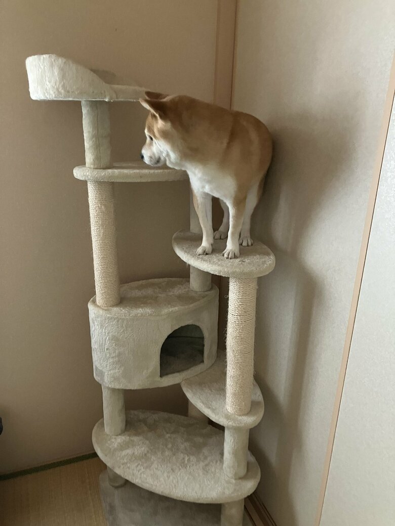 床を見下ろす茶々丸くん