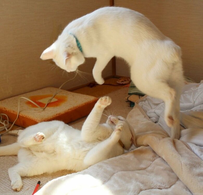 にゃんプロ中　とびかかるリリーちゃんと迎え撃つぷるちゃん