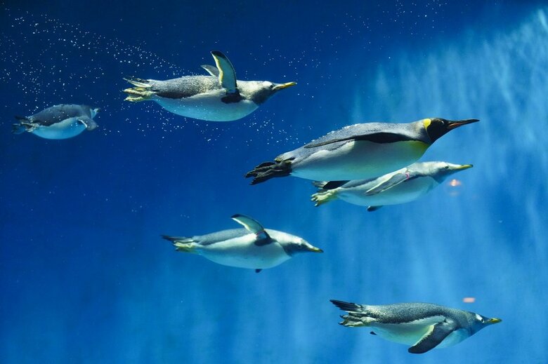 遊泳するジェンツーペンギンとキングペンギン（提供：長崎ペンギン水族館）