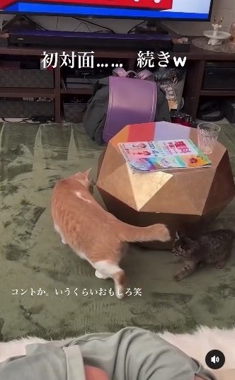 提供：たーにゃ。さん