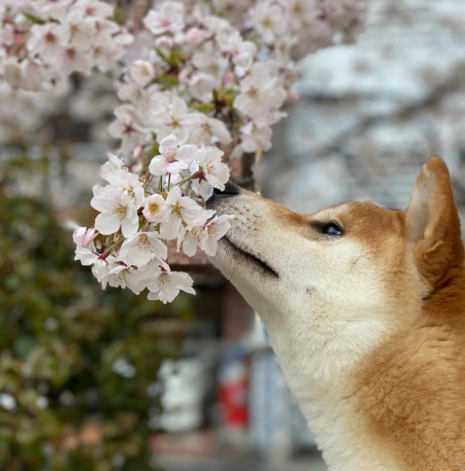 提供：torakichi602さん