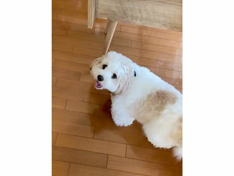 お散歩に嬉しそう（提供：宮原幸恵さん）