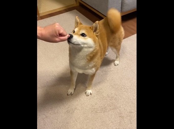 しっぽがユラユラ…