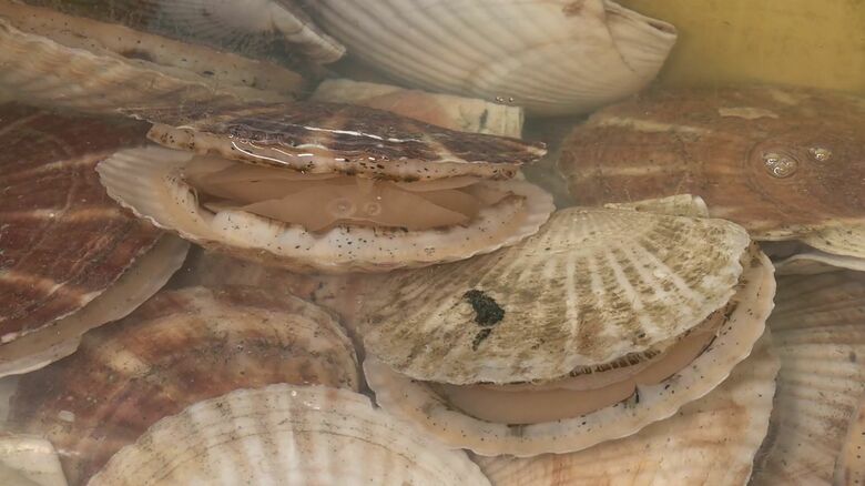 特産物のホタテは店内の冷蔵ケースで販売