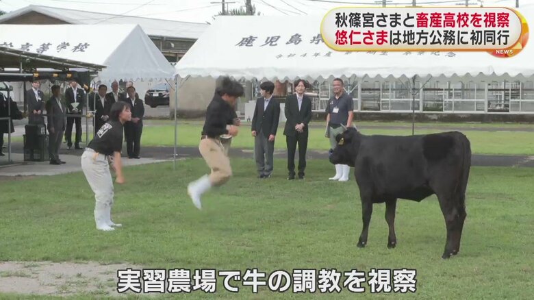 牛も口で縄跳びを持ち、ジャンプに合わせて上手に縄を回していた