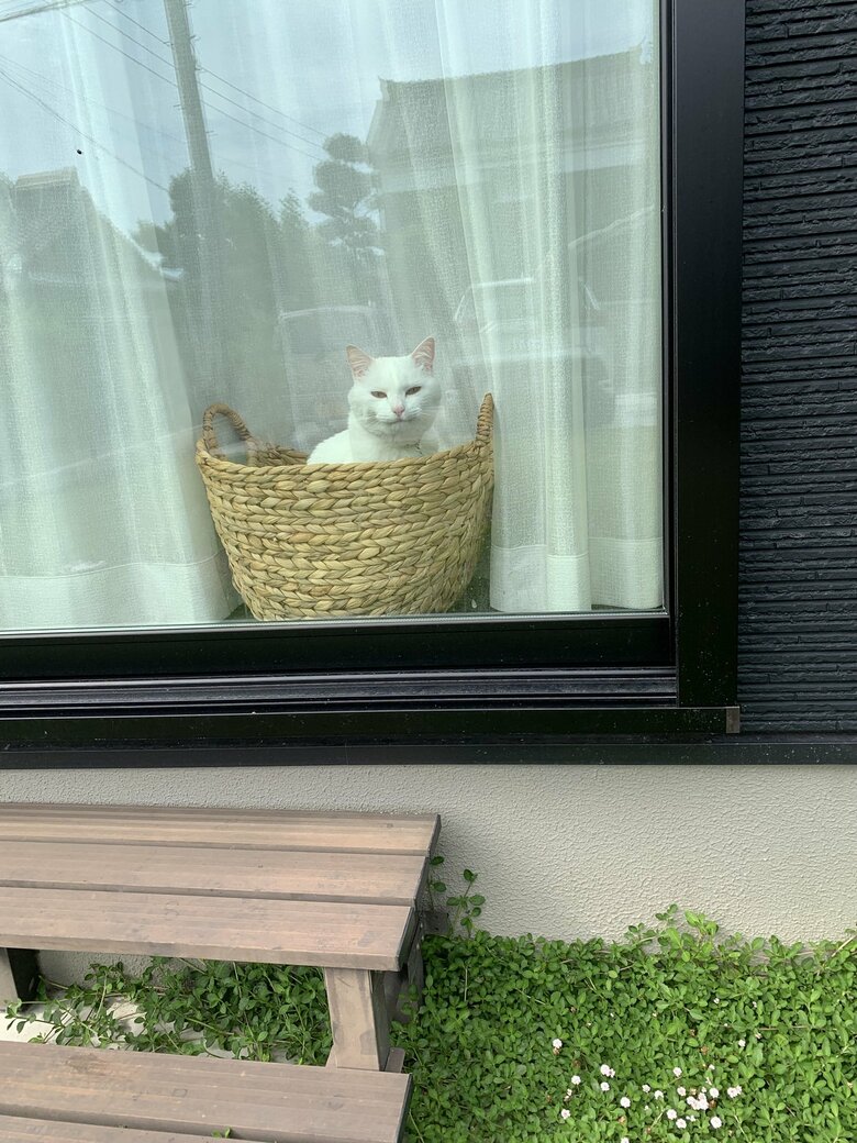 提供：@hakusama0906