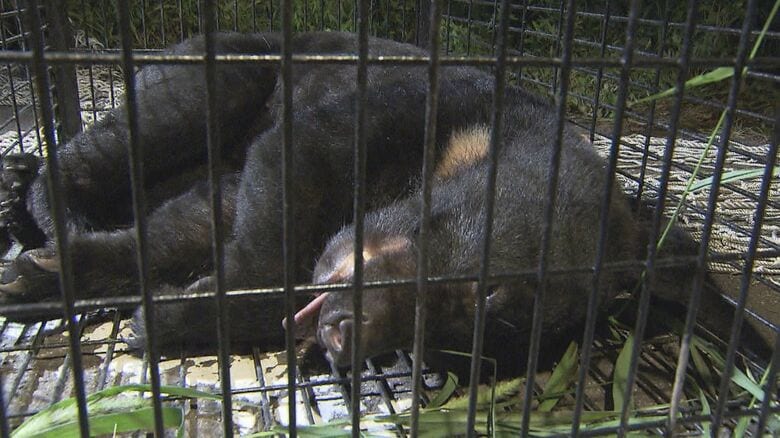 2022年9月仙台市青葉区落合で捕獲されたクマ