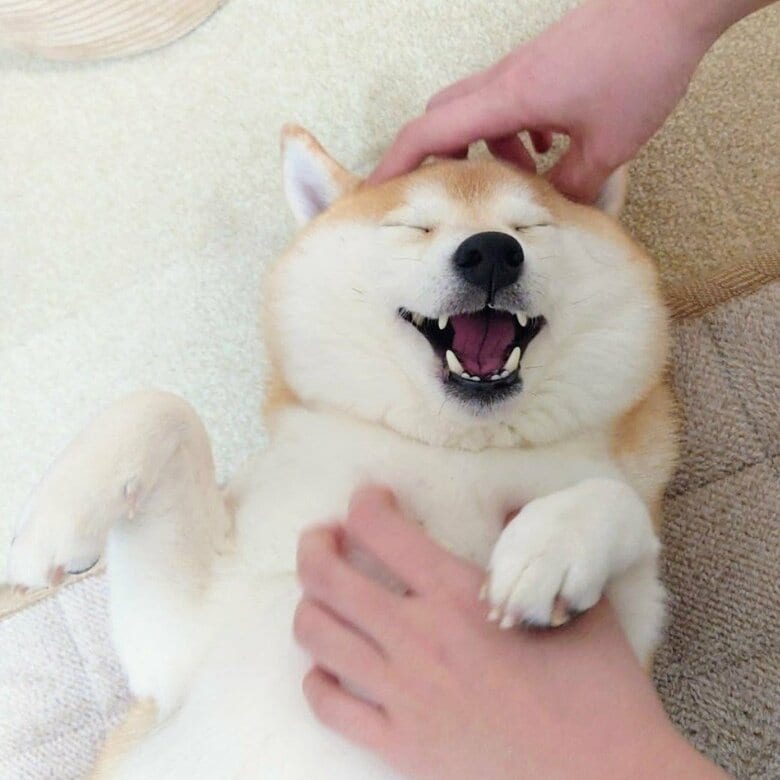 提供：柴犬チャーミーさん