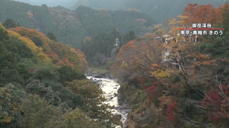 （11月10日撮影）