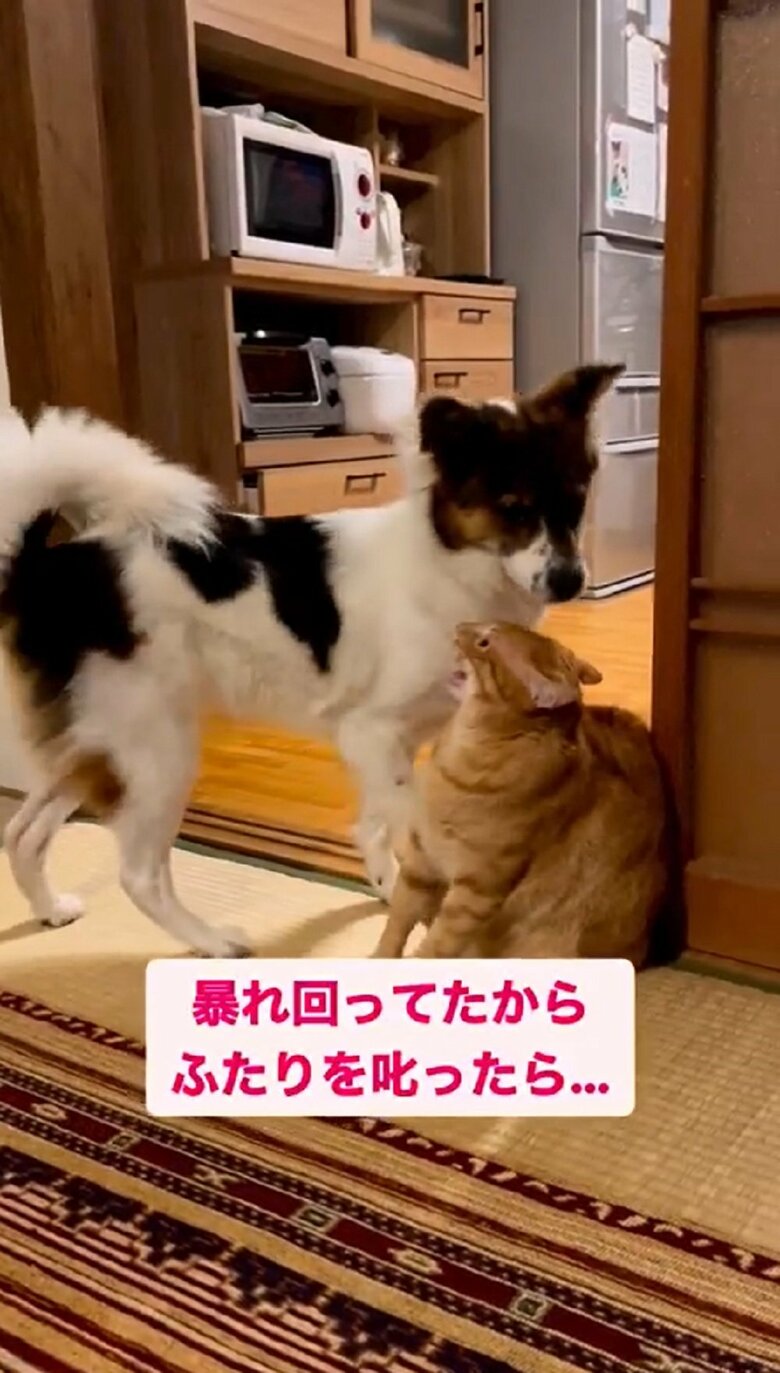 暴れ回っていた2匹を飼い主さんが叱ったところ…