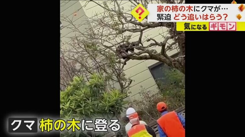 秋田市の住宅の庭にある柿の木に登っているクマ