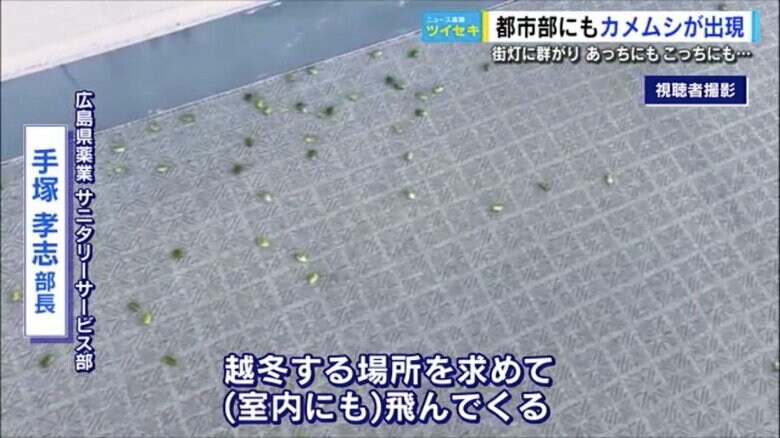 視聴者撮影のカメムシ