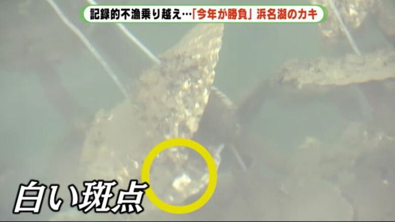 斑点はクロダイがかぶりついた跡