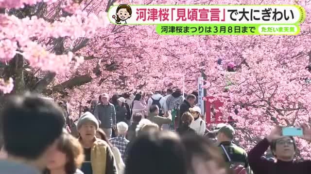 河津桜は一番の見頃に　まつり会場は平日でも大賑わい【静岡・ただいま天気 2/16】