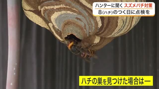 ８月８日は「スズメバチ対策の日」　放置で巣はバスケットボール大に　専門家が教える「８分点検」〈宮城〉