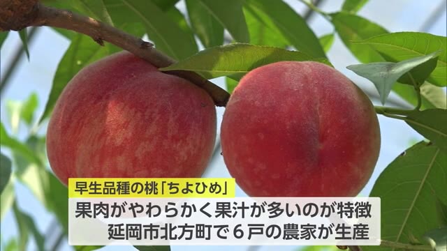 延岡市北方町で早生品種の桃「ちよひめ」収穫ピーク