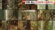 【迷惑】京都嵐山の名所・竹林の小径に落書き急増…ハートマークや名前など300本以上　専門家「傷つくと再生せず倒れることも」