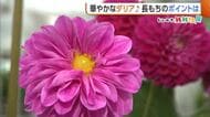 大きくて華やかな“ダリア”　装花や花束で人気高まる！長く楽しむコツは「乾燥させないこと」新潟