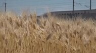 初夏の風に揺られ…日差しで穂が黄金色に輝く「麦秋」　午前中から福井県内5カ所で30度超えの真夏日　こまめな水分補給を