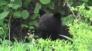 クマの個体数を5年間で4割削減へ　岩手県の審議会「捕獲人材の育成重要」
