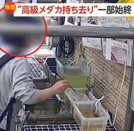 【独自】「楊貴妃」「カガミ鱗」“高級メダカ”を盗む女…無人店で平日昼間に堂々と網ですくい持ち帰り用ペットボトルに　東京・葛飾区