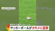 「足、口、目が動き始めた」サッカー試合中にボールが空飛ぶカモメに直撃　選手の“心臓マッサージ”で奇跡の回復　トルコ　　