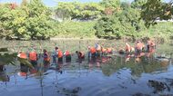 花は綺麗でも“外来種”…池にはびこった「スイレン」の除去作業【愛知発】