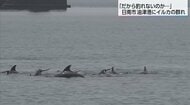 港にイルカの群れ「だから釣れないのか…」10数頭が楽しそうに泳ぎ回る