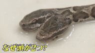 北九州市で“頭が2つ”のニホンマムシ見つかる 発見の男性「思わず大声が出た」 博物館に展示待ち望む声も