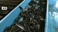 ウナギの国際取引規制　全種対象とのEU提案が前進　水産庁は反対する考え…ニホンウナギ「十分な資源量…絶滅の恐れない」