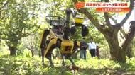 過酷な栗拾いは《収穫ロボット》にお任せ！産学官連携で実用化に向けた実証実験【高知】