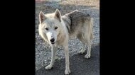 飼われていた「ウルフドッグ」3度目の逃亡　周辺で飼い犬のチワワが死亡　因果関係は不明だが住民からは不安の声も