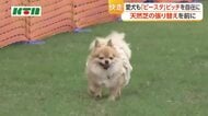 愛犬との特別な体験　ピーススタジアム長崎で「ドッグラン」初開催