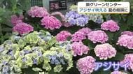 「雨上がりの風景」を季節の花々で演出　通称タマネギハウスがサマーガーデン仕様に　アジサイやクロサンドラが咲き誇る　福井県総合グリーンセンター