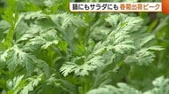 鍋にもサラダにもぴったり！栄養満点の“春菊”出荷ピークに「2日に1回くらい食べて」新潟・燕市