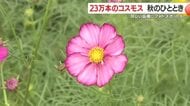 秋の風景 コスモスが見ごろ 23万本が咲き誇る 鹿児島市