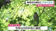 “福を招く鳥”フクロウの仲間「アオバズク」今年も飛来　神埼市・仁比山神社で子育て奮闘【佐賀県】