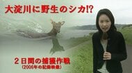 大淀川を泳いだ「迷い鹿」捕獲作戦と、歪み始めた人間と野生動物との境界線【榎木田朱美の宮崎アーカイブ・2006年】
