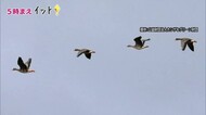 去年より3日早く…秋の訪れを告げるマガンが初飛来(島根・出雲市)